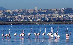 Cagliari