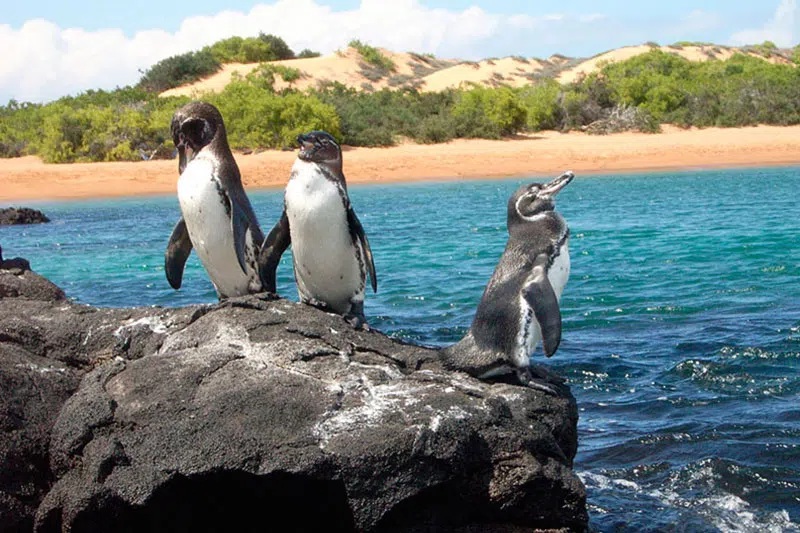 Bartolome Island