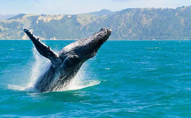 Kaikoura