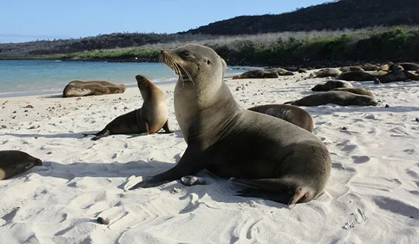 North Seymour Island